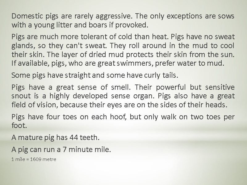 Domestic pigs are rarely aggressive. The only exceptions are sows with a young litter